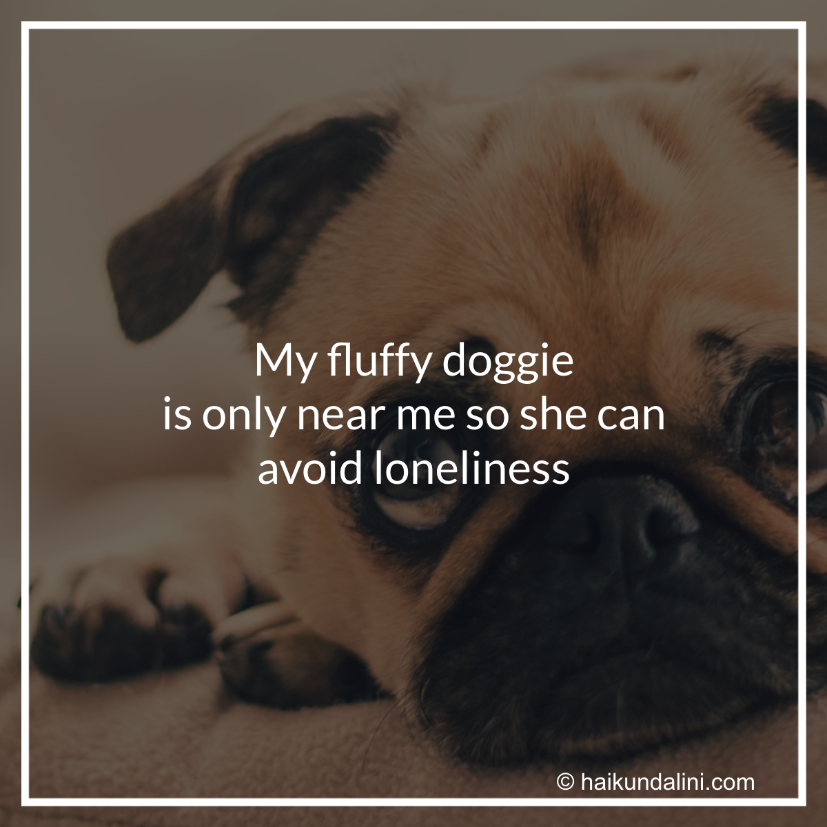 my-fluffy-doggie